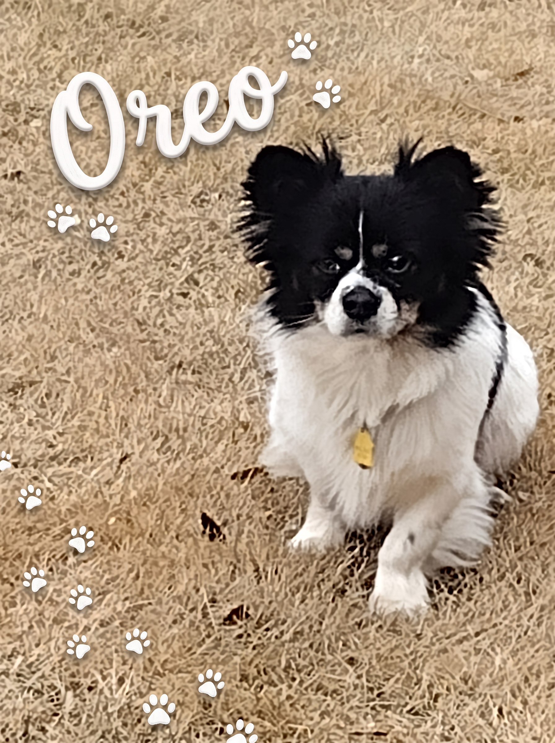 Oreo, a small black and white service dog, sitting in the grass